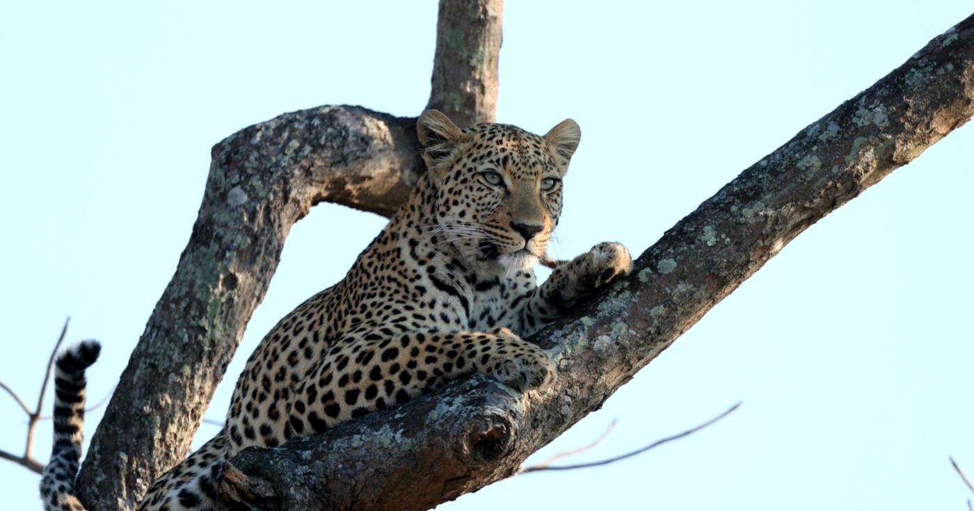 Leopardess resting in a tree