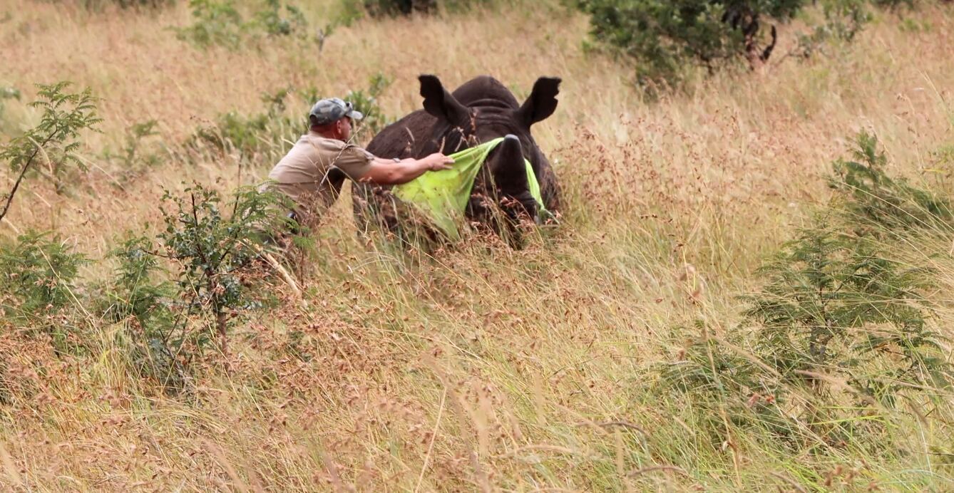 Rhino field treatment with a vet team